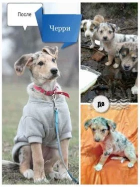 Приют для животных