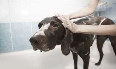 Приют для животных