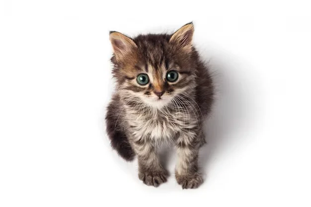 cute little striped kitten isolated on white background 134616 63